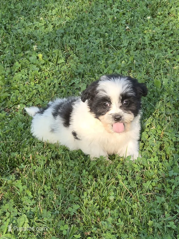 Clark – Shihpoo puppy for sale in Fowlerville, MI