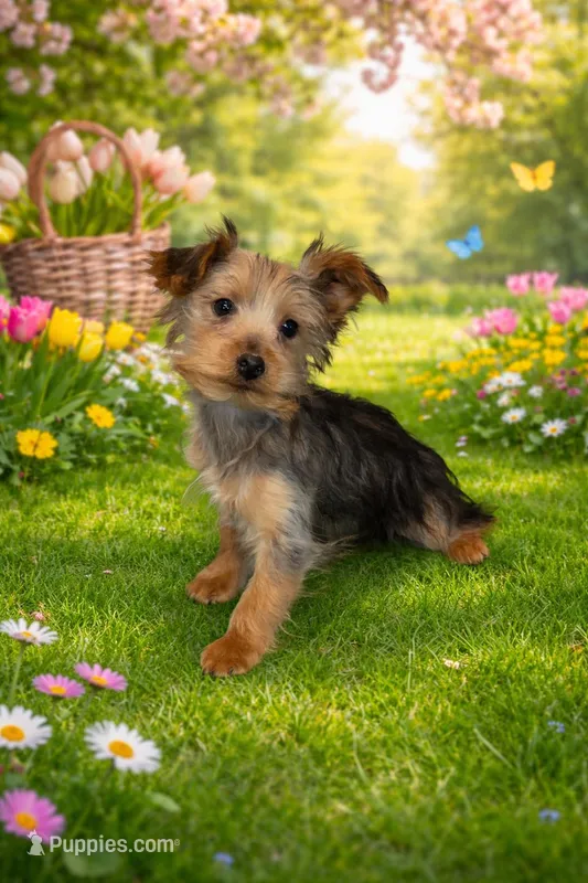 Walter – Yorkshire Terrier puppy for sale in Fowlerville, MI