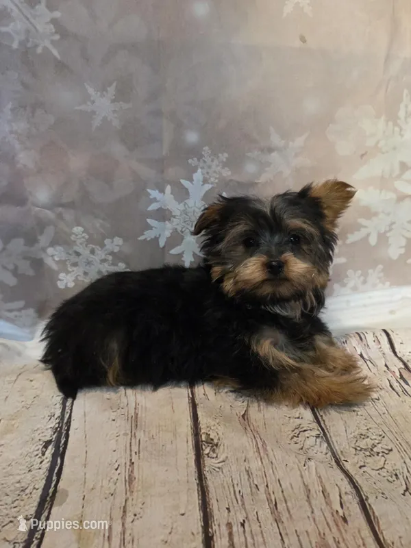 Steve, a male Yorkshire Terrier for sale in Fowlerville, MI – Photo 1 of 1