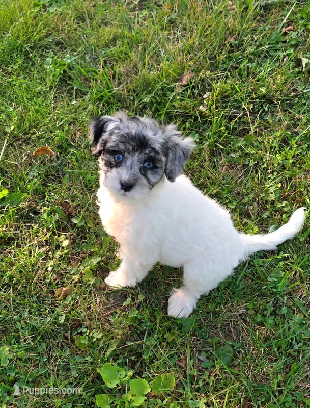 Flossie – Poodle - Miniature  puppy for sale in Fowlerville, MI
