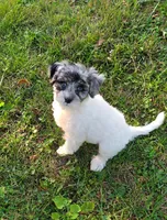 Flossie, a female Poodle - Miniature  for sale in Fowlerville, MI – 1 of 1