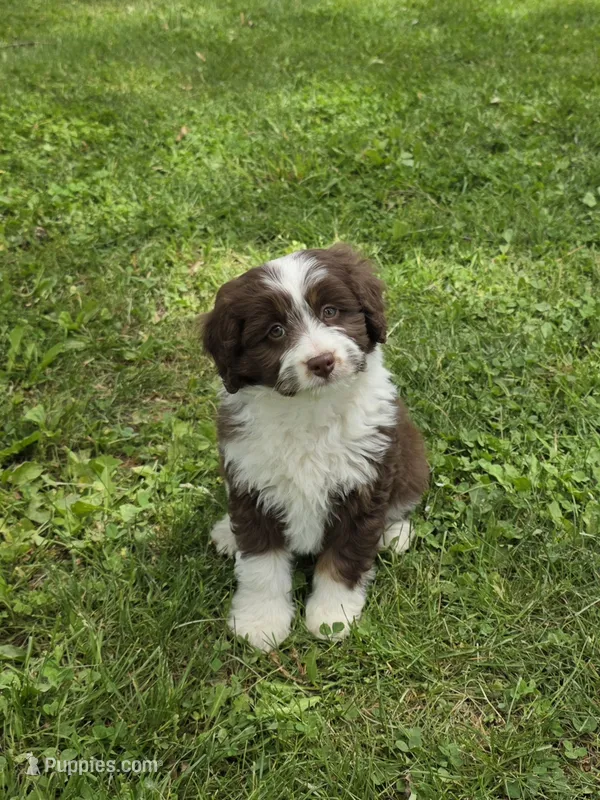 Paddy – Miniature Aussiedoodle puppy for sale in Fowlerville, MI