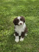 Paddy, a male Miniature Aussiedoodle for sale in Fowlerville, MI – 1 of 1