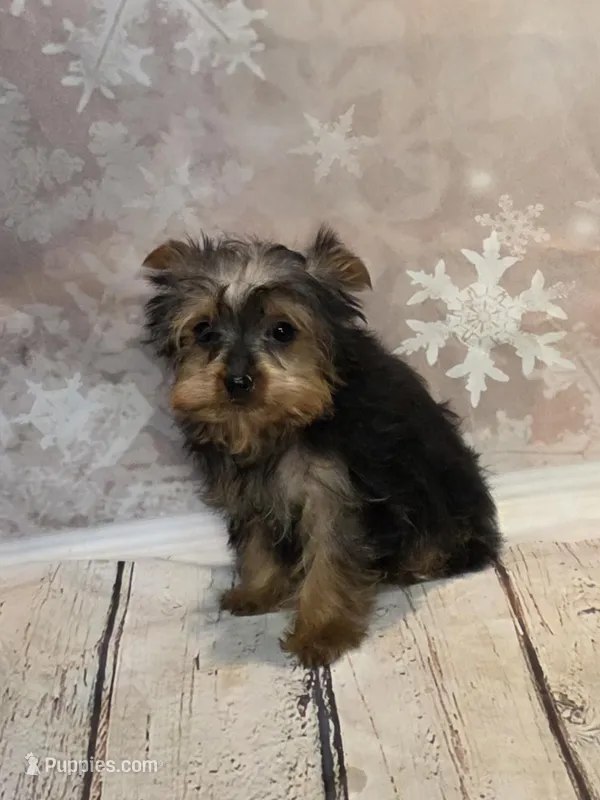 Sarita, a female Yorkshire Terrier for sale in Fowlerville, MI – Photo 1 of 1