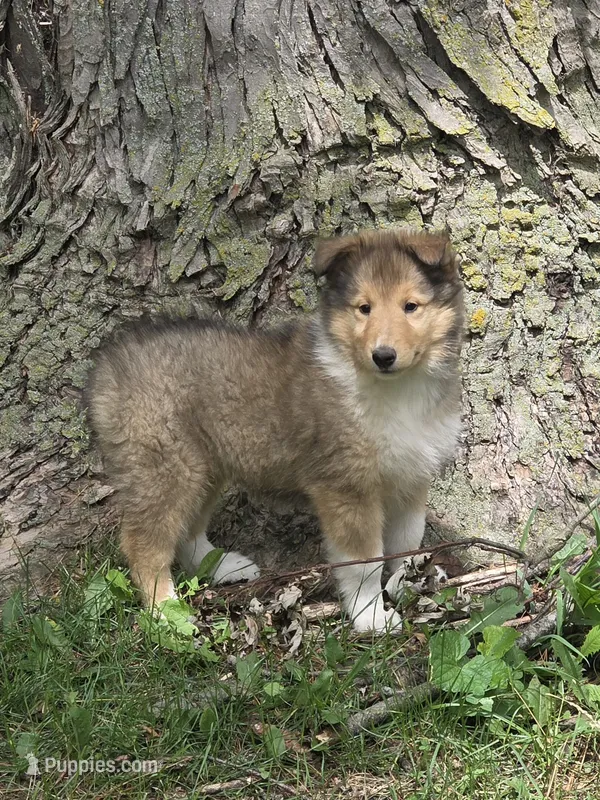 Yasha – Collie puppy for sale in Fowlerville, MI