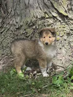 Yasha, a female Collie for sale in Fowlerville, MI – 1 of 1