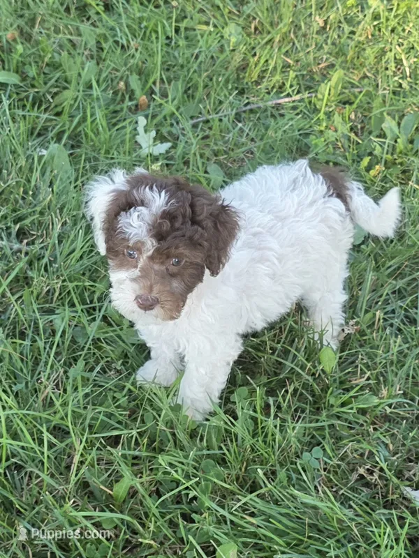 Floyd  – Poodle - Miniature  puppy for sale in Fowlerville, MI