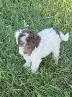 Floyd , a male Poodle - Miniature  for sale in Fowlerville, MI – 1 of 1