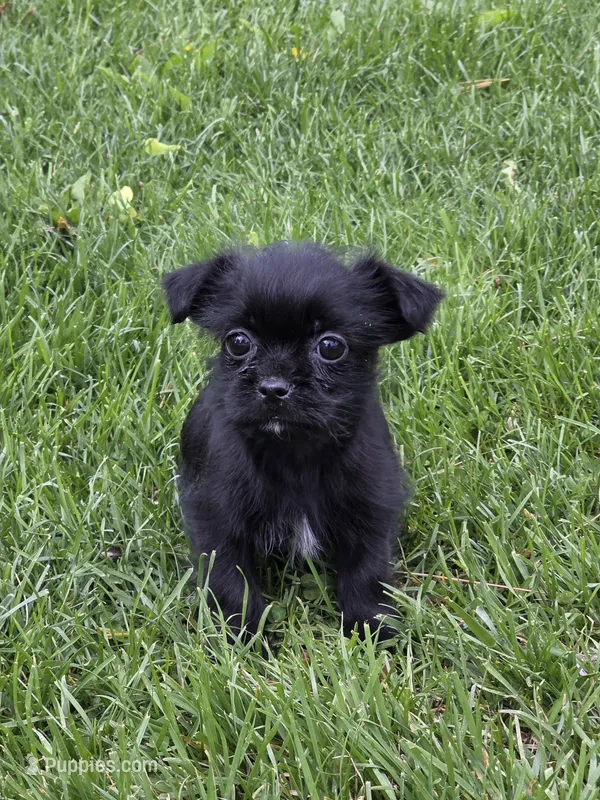 Olive – Shorkie puppy for sale in Fowlerville, MI