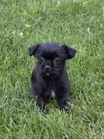 Olive, a female Shorkie for sale in Fowlerville, MI – 1 of 1