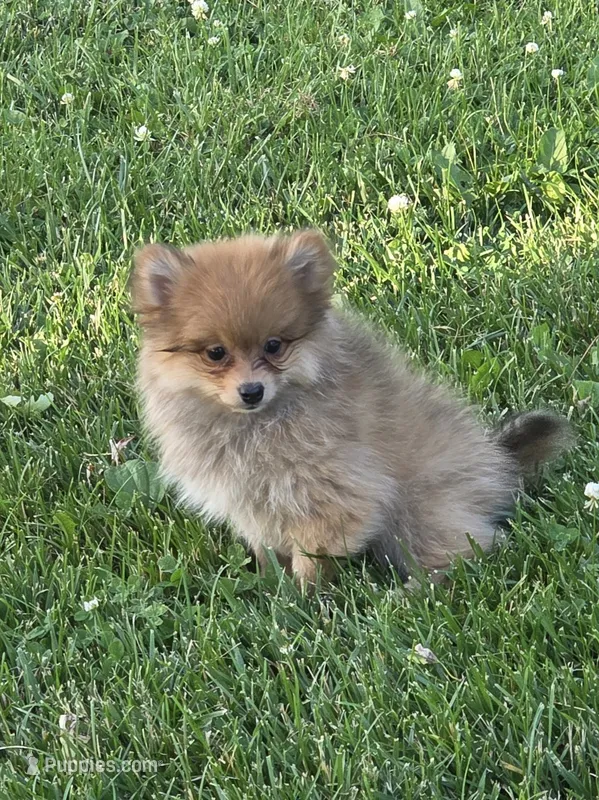 Dutch – Pomeranian puppy for sale in Fowlerville, MI