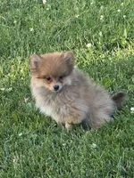 Dutch, a male Pomeranian for sale in Fowlerville, MI – 1 of 1
