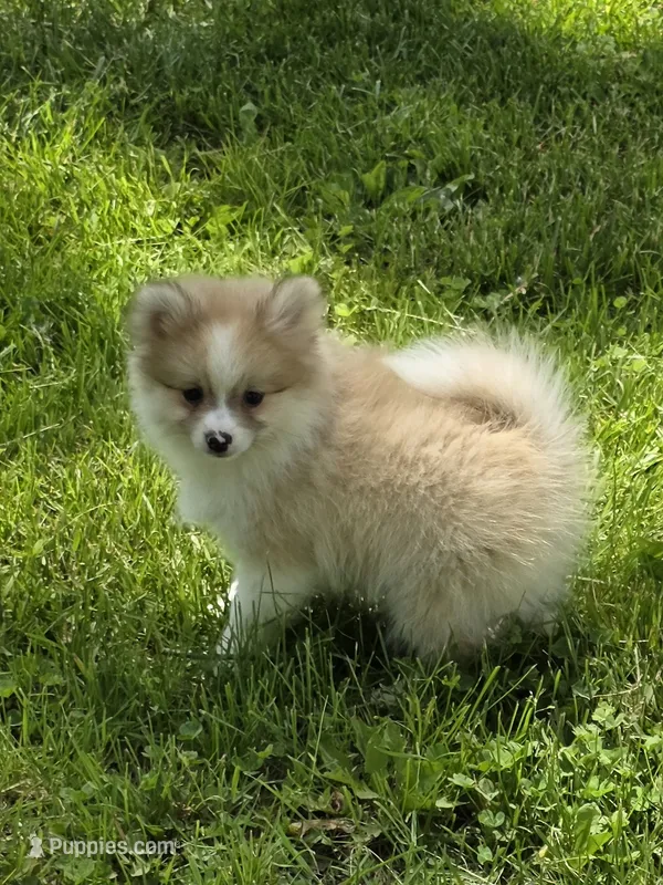 Ruthie – Pomeranian puppy for sale in Fowlerville, MI