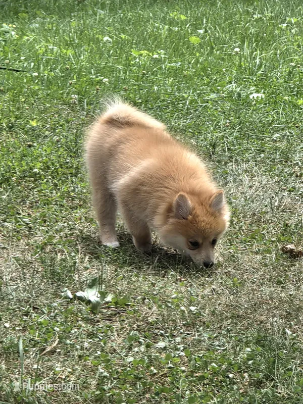 Demmy – Pomeranian puppy for sale in Fowlerville, MI