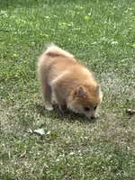 Demmy, a male Pomeranian for sale in Fowlerville, MI – 1 of 1