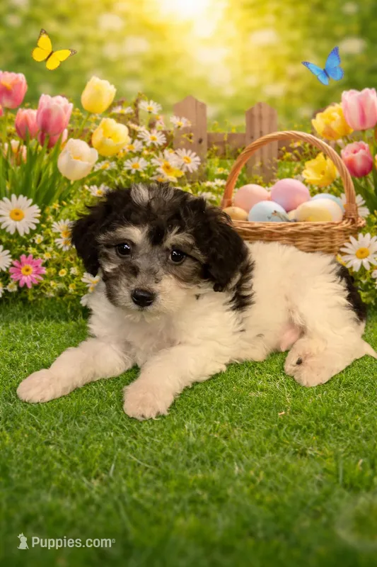 Hunter – Bichpoo puppy for sale in Fowlerville, MI