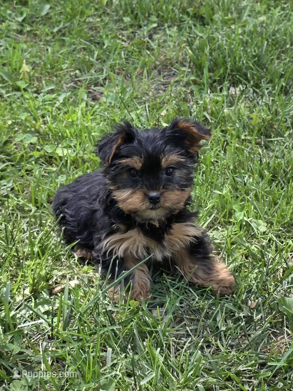 Polly – Yorkshire Terrier puppy for sale in Fowlerville, MI