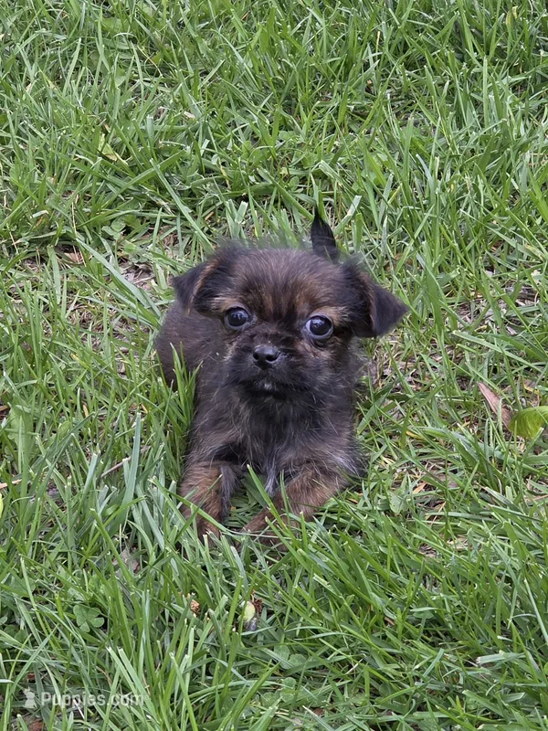 Oliver – Shorkie puppy for sale in Fowlerville, MI