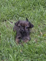 Oliver, a male Shorkie for sale in Fowlerville, MI – 1 of 1