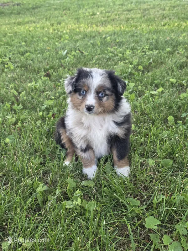 Wynn – Miniature Australian Shepherd puppy for sale in Fowlerville, MI