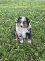 Wynn, a female Miniature Australian Shepherd for sale in Fowlerville, MI – 1 of 1