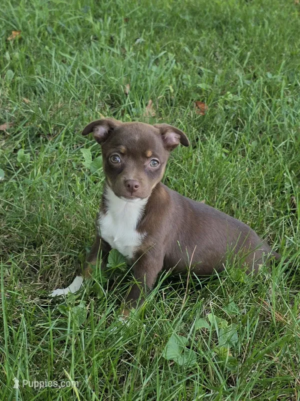 Gypsy – Chihuahua puppy for sale in Fowlerville, MI