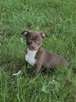 Gypsy, a female Chihuahua for sale in Fowlerville, MI – 1 of 1