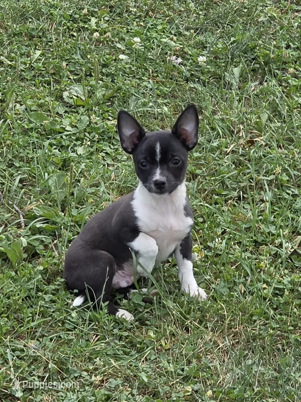 Filipe – Chihuahua puppy for sale in Fowlerville, MI
