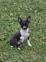 Filipe, a male Chihuahua for sale in Fowlerville, MI – 1 of 1