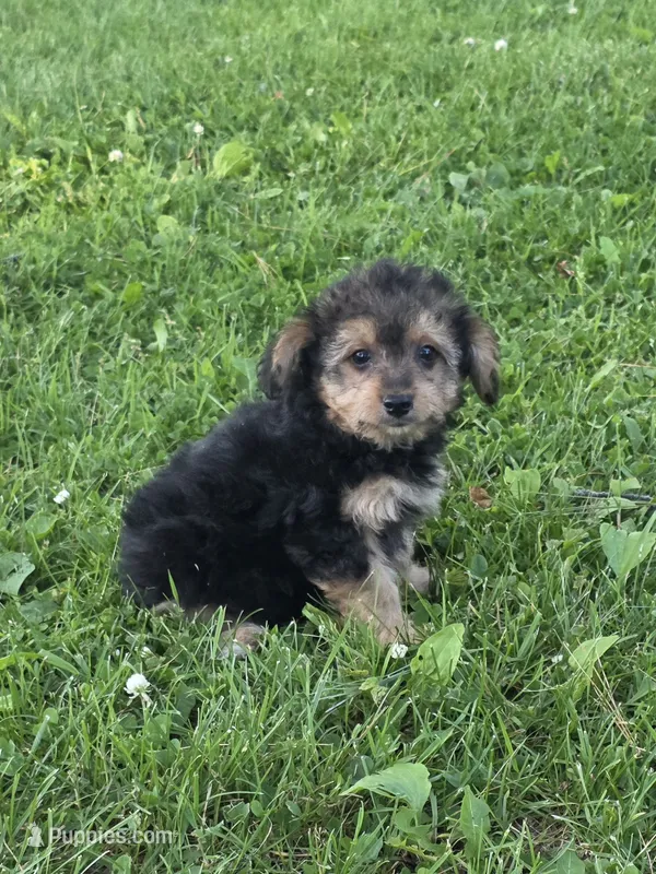 Benji – Pomapoo, Yorkshire Terrier puppy for sale in Fowlerville, MI