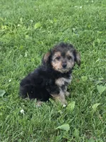 Benji, a male Pomapoo and Yorkshire Terrier for sale in Fowlerville, MI – 1 of 1