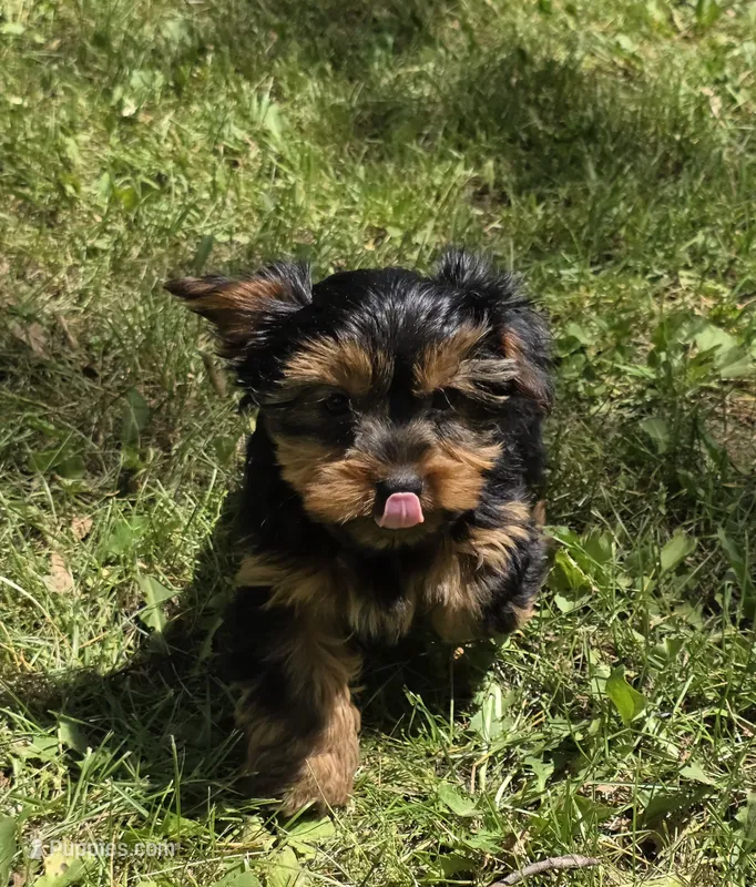 Patrick – Yorkshire Terrier puppy for sale in Fowlerville, MI