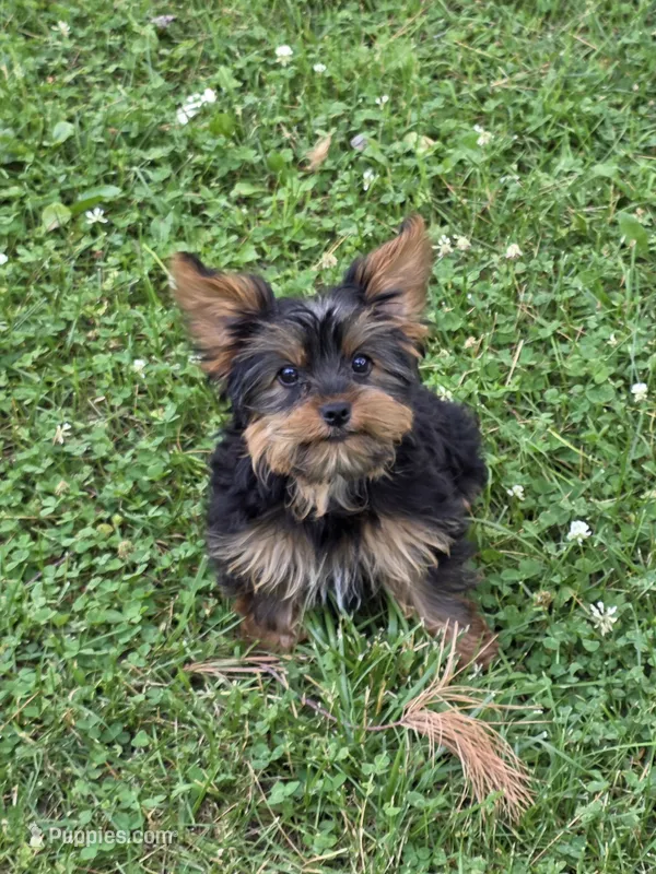 Patrick – Yorkshire Terrier puppy for sale in Fowlerville, MI