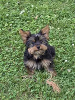 Patrick, a male Yorkshire Terrier for sale in Fowlerville, MI – 1 of 3