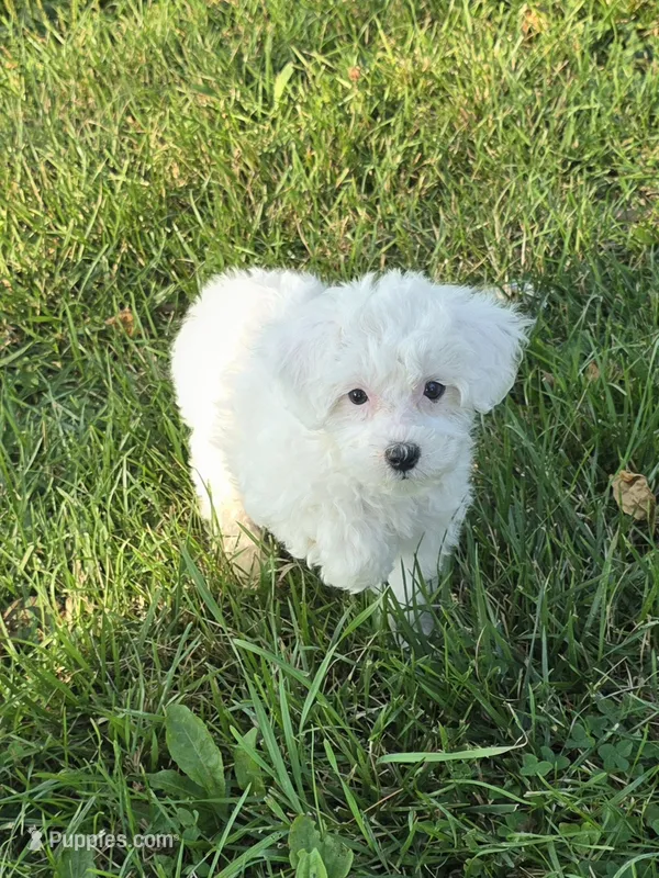 Flora – Poodle - Miniature  puppy for sale in Fowlerville, MI