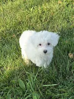 Flora, a female Poodle - Miniature  for sale in Fowlerville, MI – 1 of 1