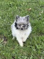 Nolan, a male Pomeranian for sale in Fowlerville, MI – 2 of 2