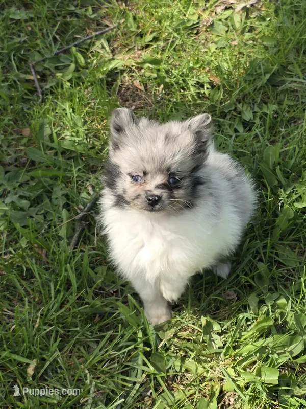 Nolan – Pomeranian puppy for sale in Fowlerville, MI