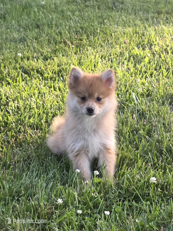 Demi – Pomeranian puppy for sale in Fowlerville, MI