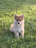 Demi, a female Pomeranian for sale in Fowlerville, MI – 1 of 1