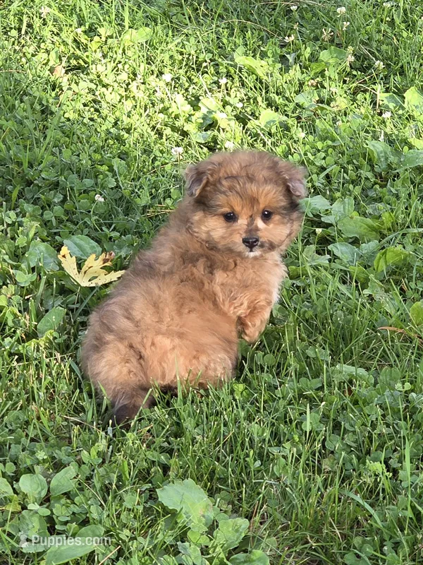 Zoe – Pomapoo puppy for sale in Fowlerville, MI