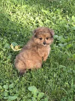 Zoe, a female Pomapoo for sale in Fowlerville, MI – 1 of 1