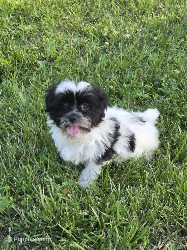 Cupcake – Shihpoo puppy for sale in Fowlerville, MI