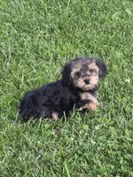 Beau, a male Pomapoo and Yorkshire Terrier for sale in Fowlerville, MI – 1 of 1