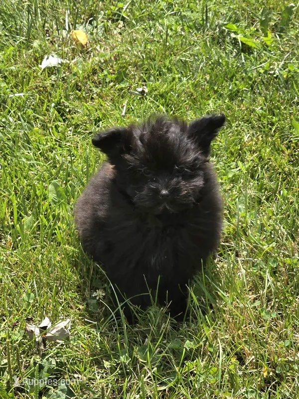 Amos  – Pomapoo puppy for sale in Fowlerville, MI