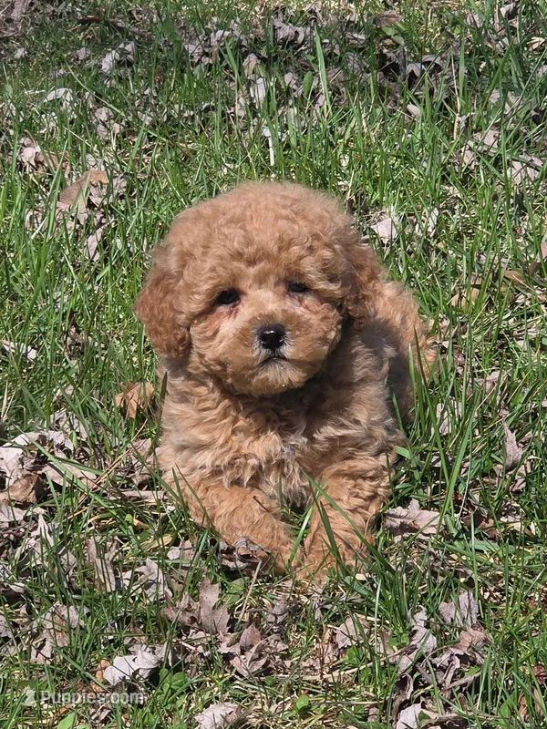 Jimmy – Poodle - Toy  puppy for sale in Fowlerville, MI