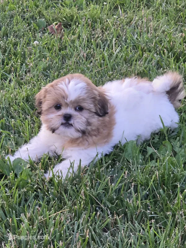 Emory – Shih Tzu puppy for sale in Fowlerville, MI