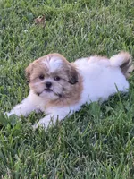 Emory, a female Shih Tzu for sale in Fowlerville, MI – 1 of 1