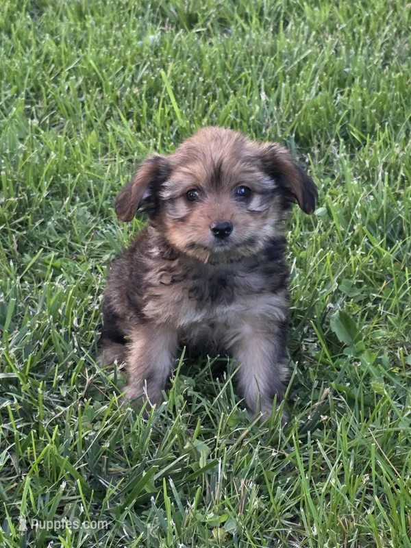 Bailey – Pomapoo, Yorkshire Terrier puppy for sale in Fowlerville, MI