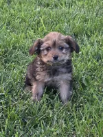 Bailey, a female Pomapoo and Yorkshire Terrier for sale in Fowlerville, MI – 1 of 1